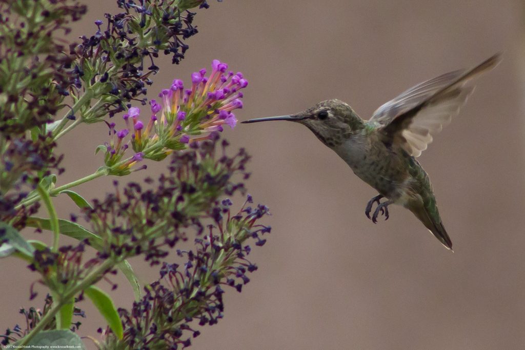 Humming Bird in Flight