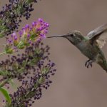 Humming Bird in Flight